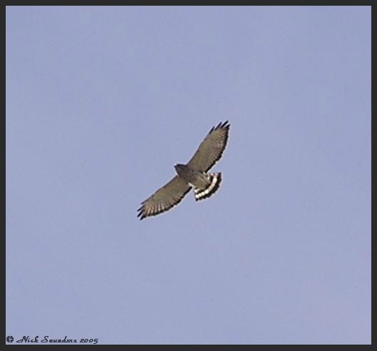 Photo (9): Quiz Species