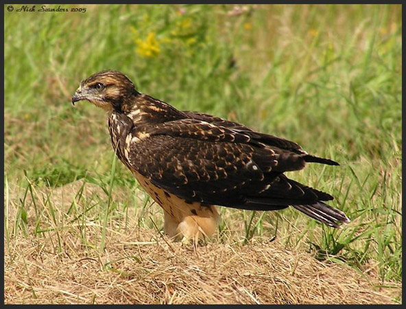 Photo (22): Swainson's Hawk