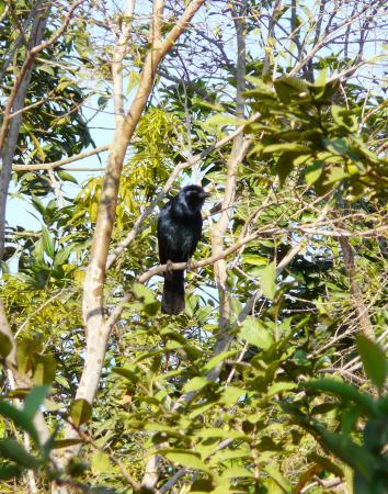 Photo (1): Sinaloa Crow