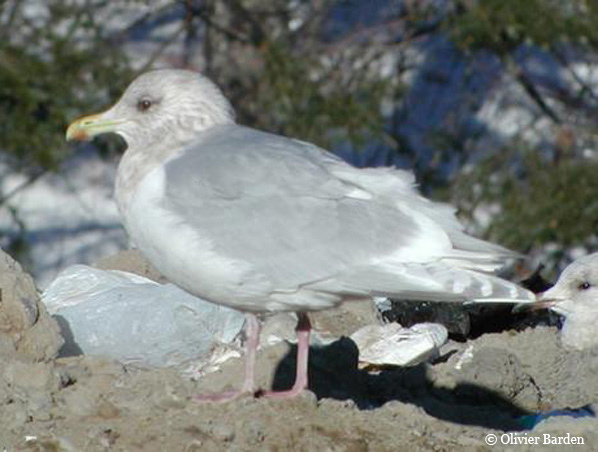 Photo (6): Iceland Gull