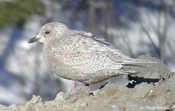 Photo (14): Iceland Gull