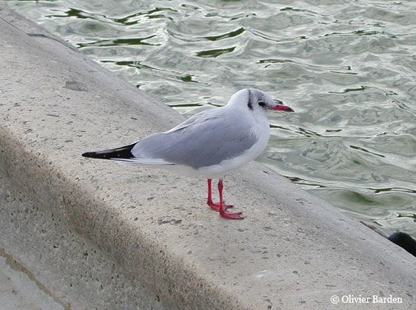Photo (11): Black-headed Gull