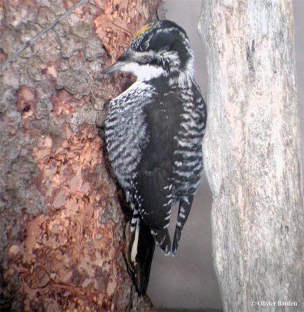 Photo (2): American Three-toed Woodpecker