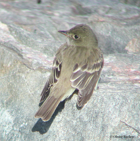 Photo (8): Alder Flycatcher