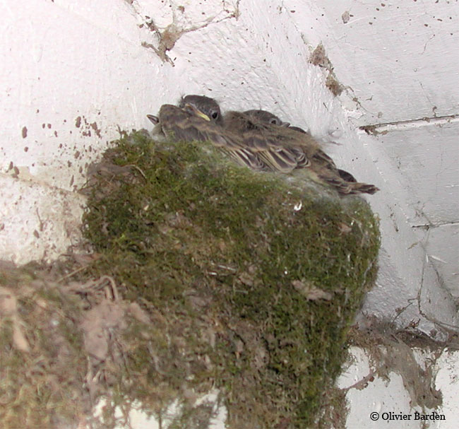 Photo (26): Eastern Phoebe