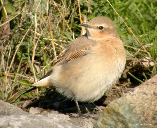 Photo (2): Northern Wheatear