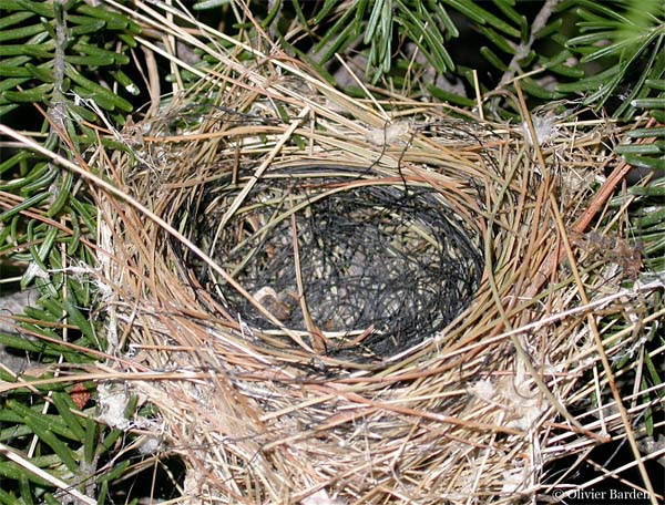 Photo (25): Magnolia Warbler