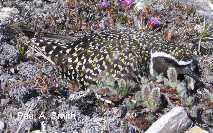 Photo (2): American Golden-Plover