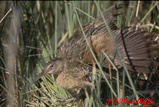 Photo (15): King Rail