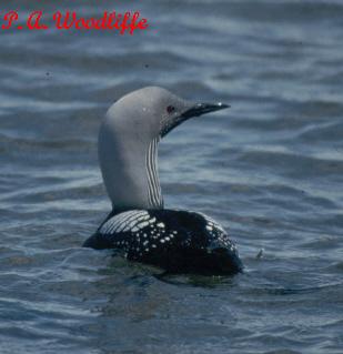Photo (5): Pacific Loon