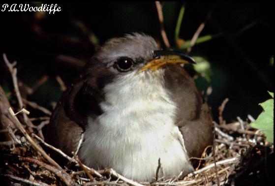 Photo (7): Yellow-billed Cuckoo