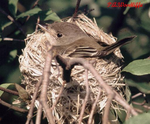 Photo (6): Willow Flycatcher