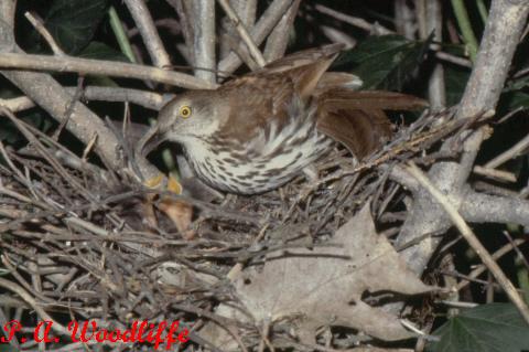 Photo (21): Brown Thrasher
