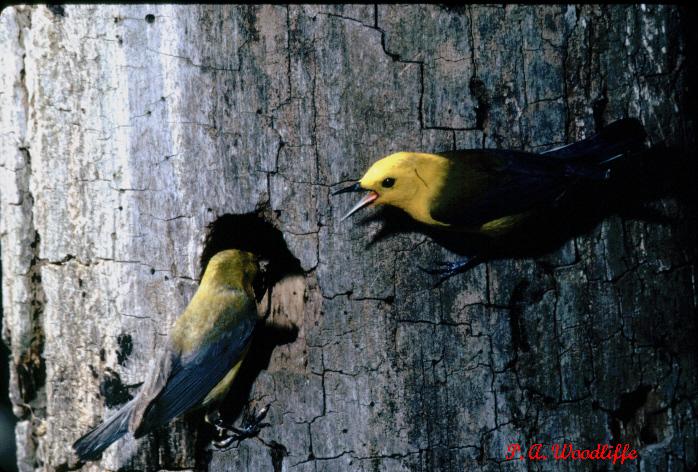 Photo (27): Prothonotary Warbler