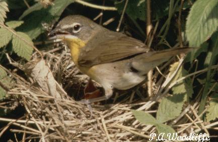Photo (26): Yellow-breasted Chat