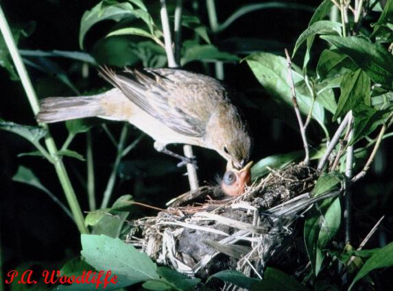Photo (24): Indigo Bunting