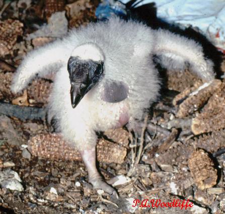 Photo (9): Turkey Vulture