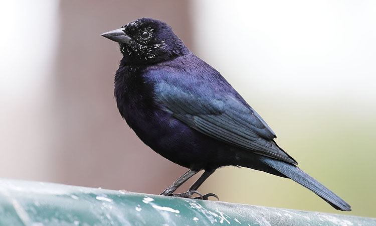 Photo (1): Shiny Cowbird