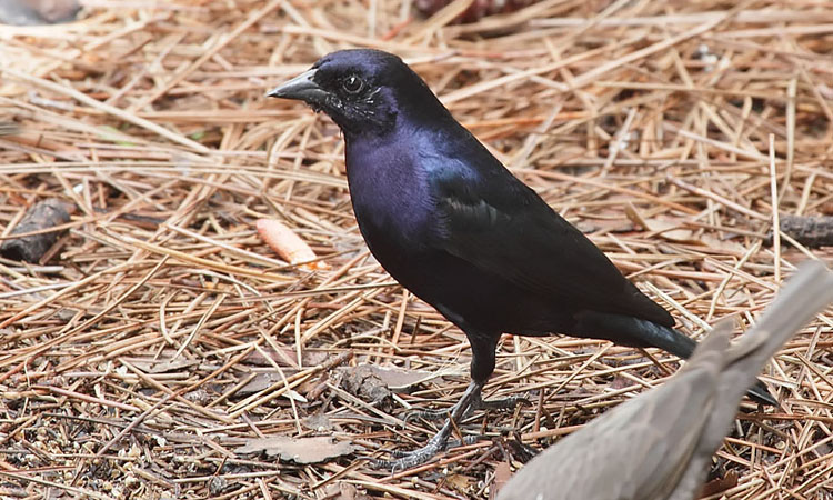 Photo (2): Shiny Cowbird