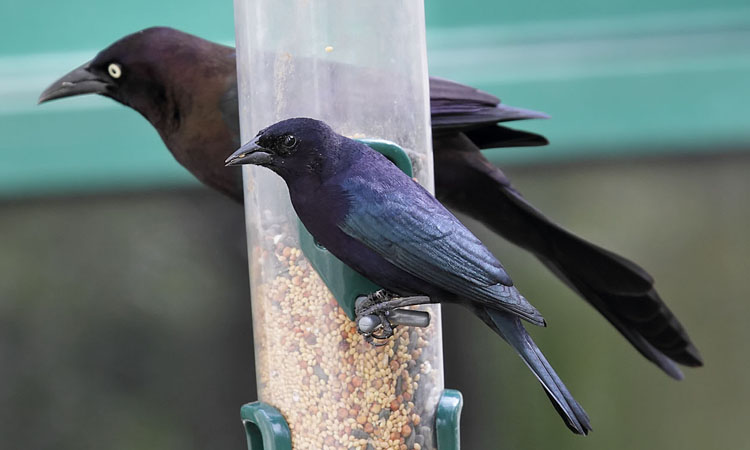 Photo (3): Shiny Cowbird