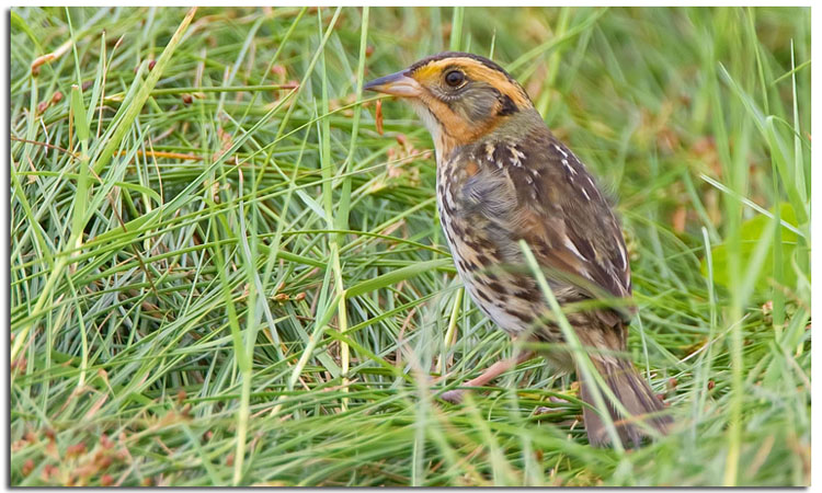 Photo (1): Saltmarsh Sparrow