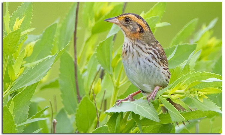 Photo (2): Saltmarsh Sparrow