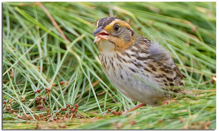 Photo (4): Saltmarsh Sparrow