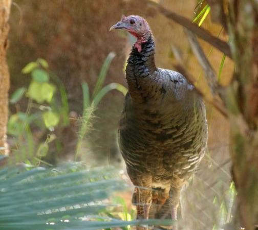 Photo (9): Wild Turkey