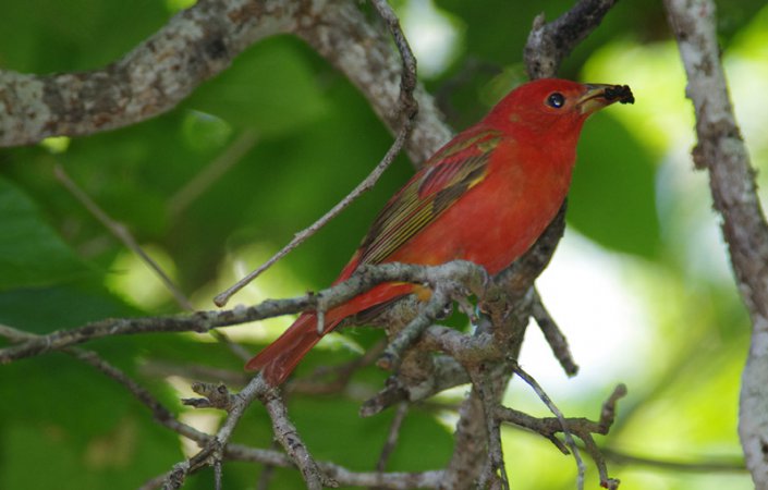 Photo (24): Summer Tanager