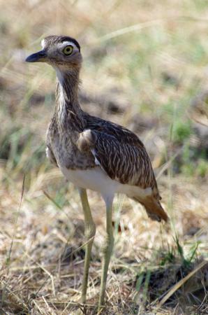 Photo (10): Double-striped Thick-knee