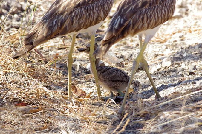 Photo (15): Double-striped Thick-knee
