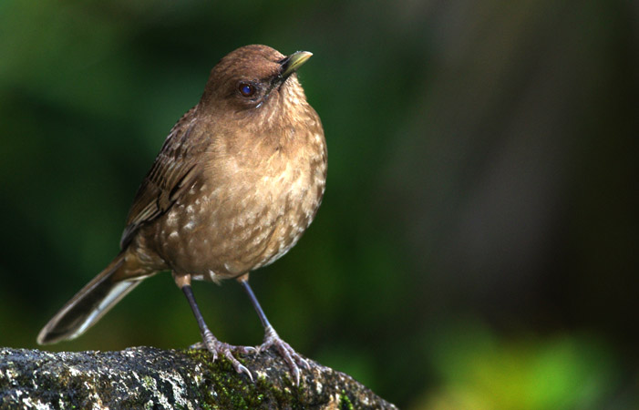 Photo (23): Clay-colored Thrush