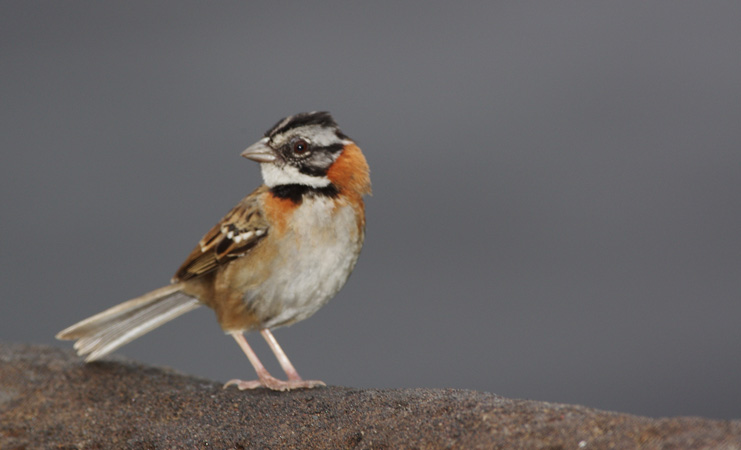 Photo (1): Rufous-collared Sparrow