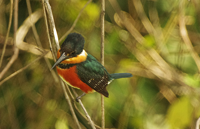 Photo (6): American Pygmy Kingfisher