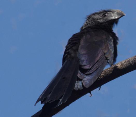 Photo (15): Groove-billed Ani