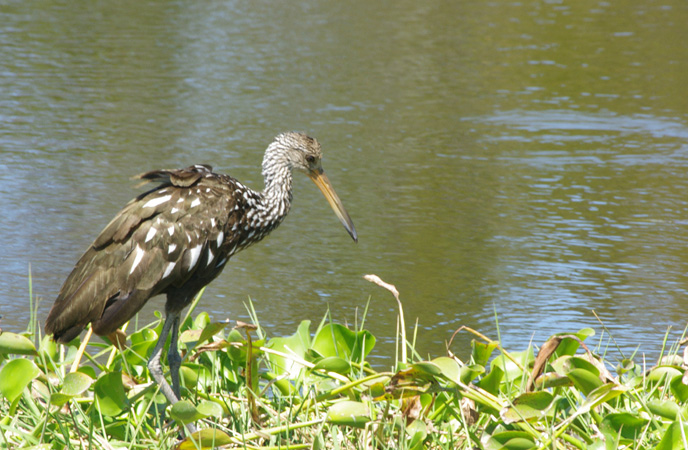 Photo (11): Limpkin