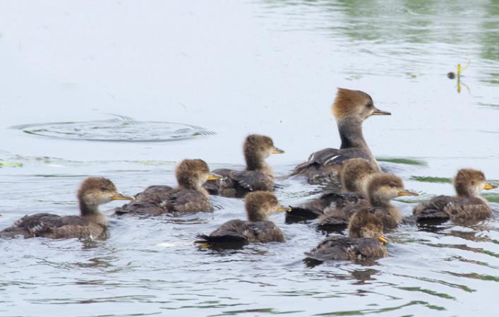 Photo (16): Hooded Merganser