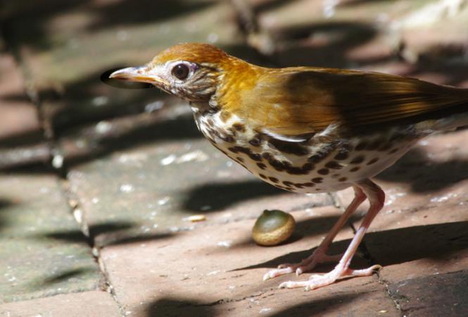 Photo (9): Wood Thrush