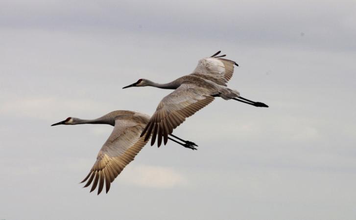 Photo (15): Sandhill Crane