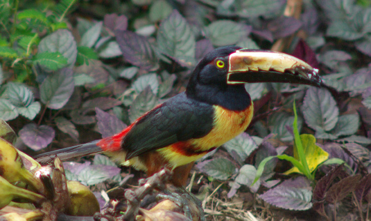 Photo (3): Collared Aracari