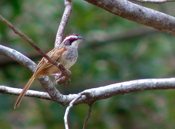 Photo (1): Stripe-headed Sparrow