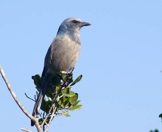 Photo (2): Florida Scrub-Jay