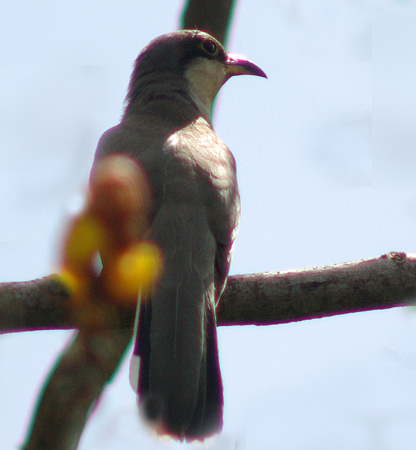 Photo (7): Mangrove Cuckoo