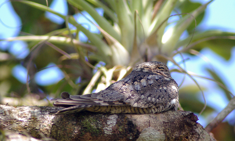 Photo (7): Lesser Nighthawk