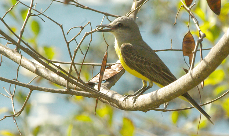 Photo (3): Tropical Kingbird