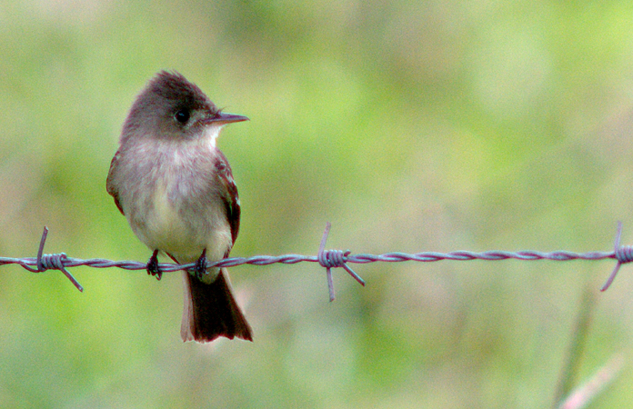 Photo (2): Tropical Pewee