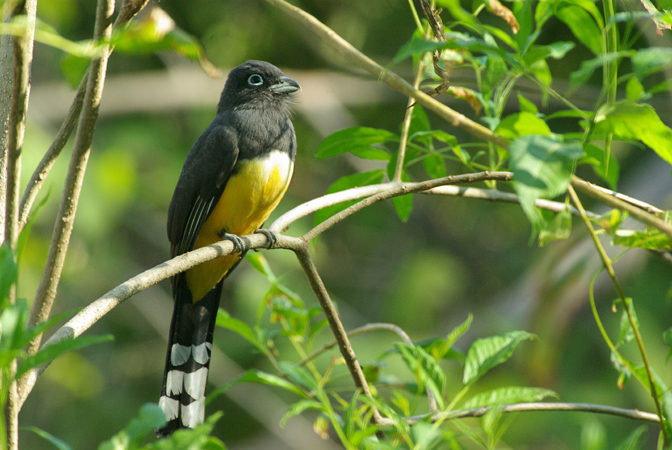 Photo (2): Black-headed Trogon
