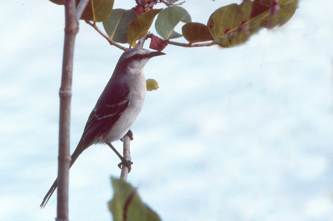Photo (1): Tropical Mockingbird