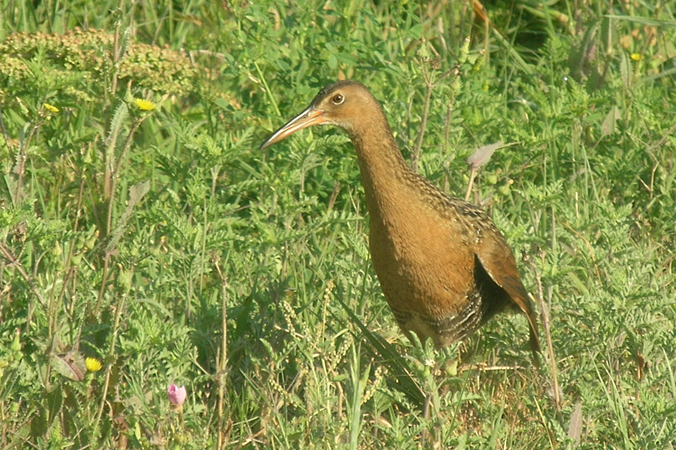 Photo (8): King Rail