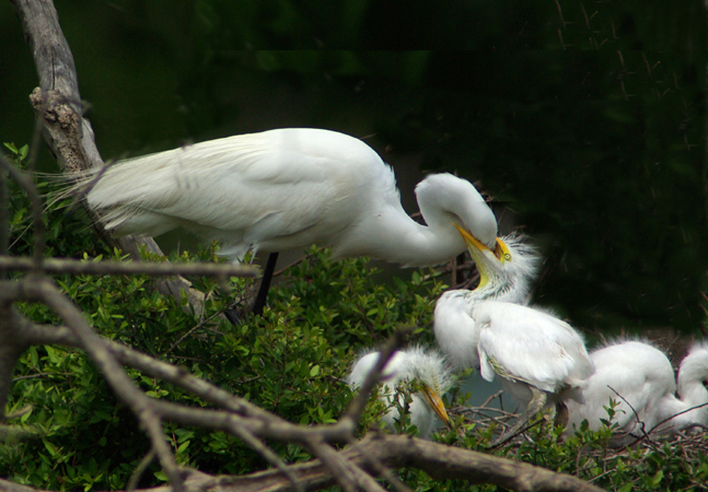 Photo (25): Great Egret